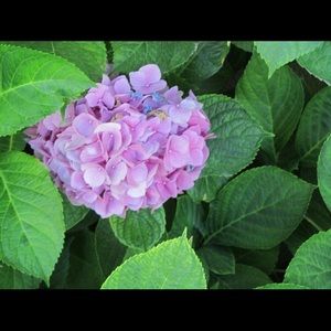 Meet your Posher, Deena